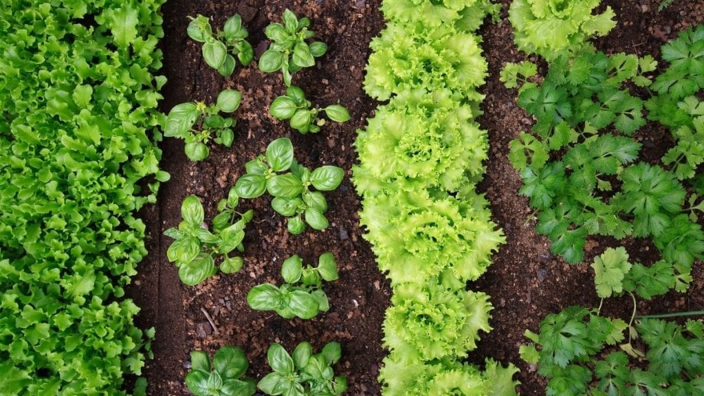 Jardinagem e Paisagismo - Como Planejar e Criar uma Horta em Casa - Jundiai - Itupeva - SP