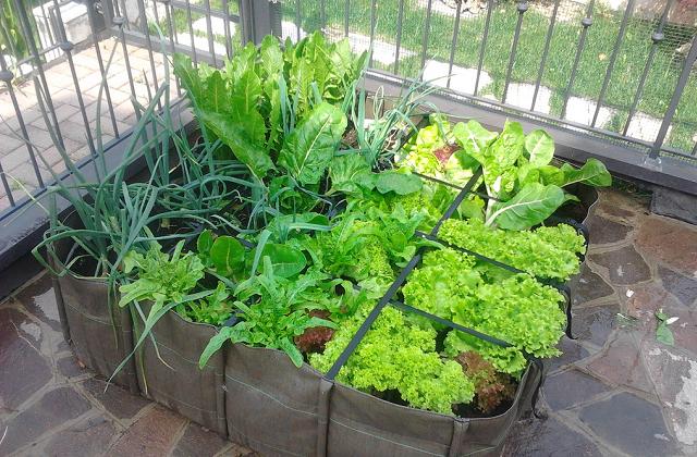 Jardinagem e Paisagismo - Como começar um jardim orgânico - Jundiai - Itupeva - SP