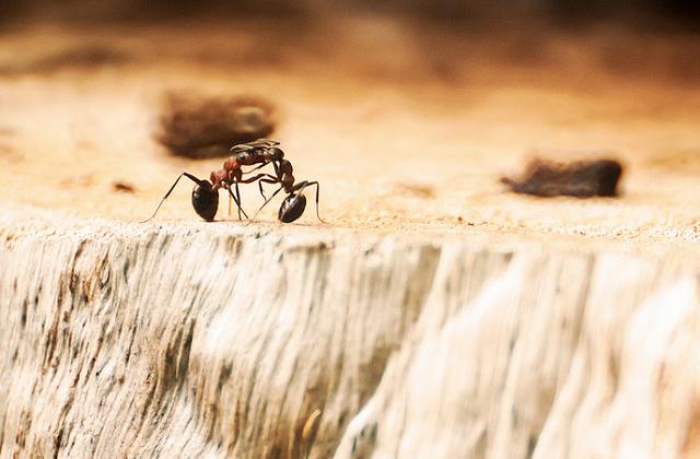 Como eliminar formigas em casa  - Salles Imóveis